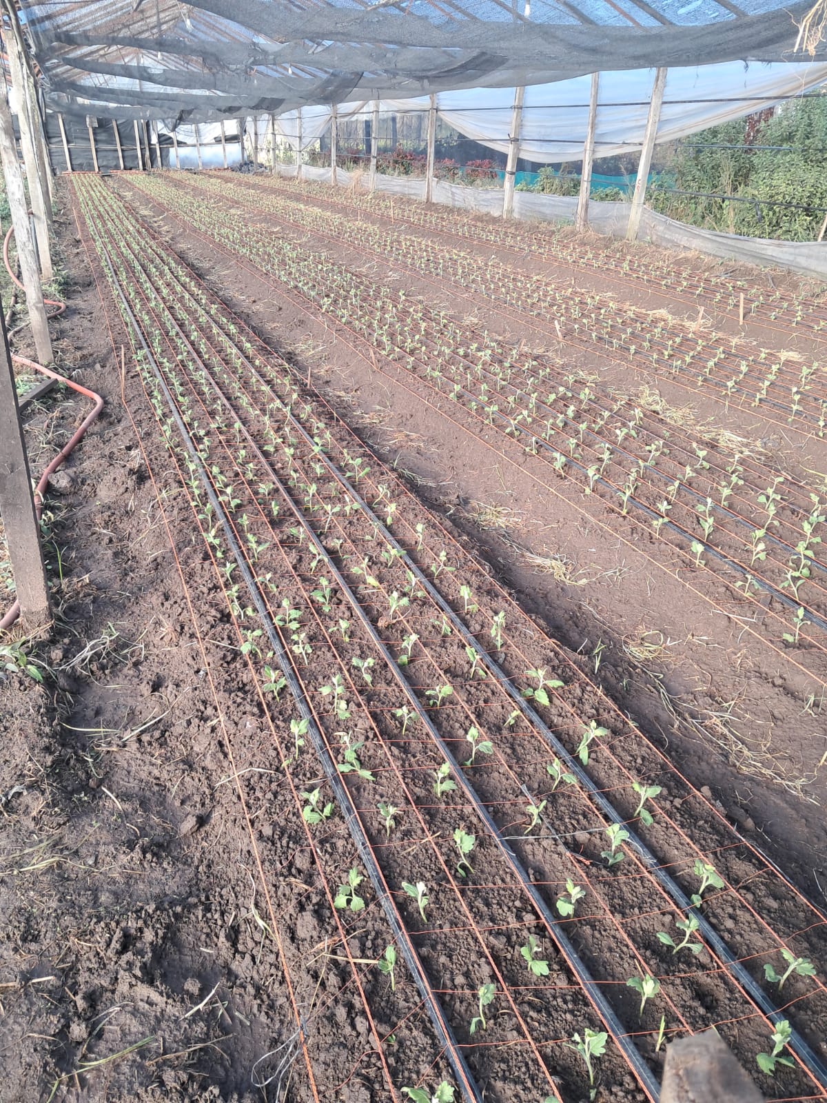 Producción 1